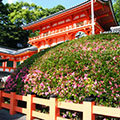 八坂神社のサツキ2