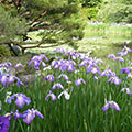 平安神宮の花菖蒲3