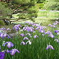 平安神宮の花菖蒲3