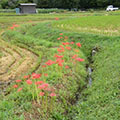 嵯峨野の彼岸花2