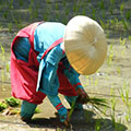 お田植祭8