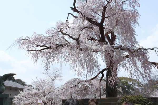 円山公園の桜