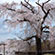 円山公園の桜6