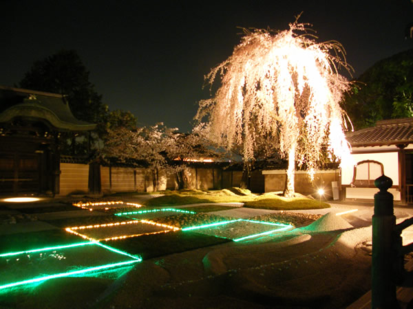 高台寺の桜