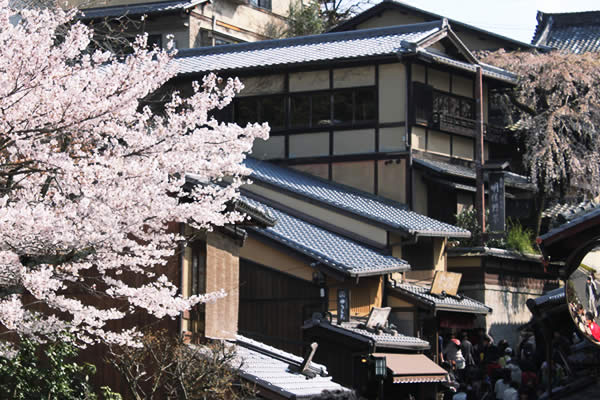 二年坂・三年坂の桜