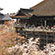 清水寺の桜15