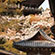 清水寺の桜17