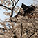 清水寺の桜18