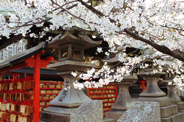 安井金比羅宮の桜