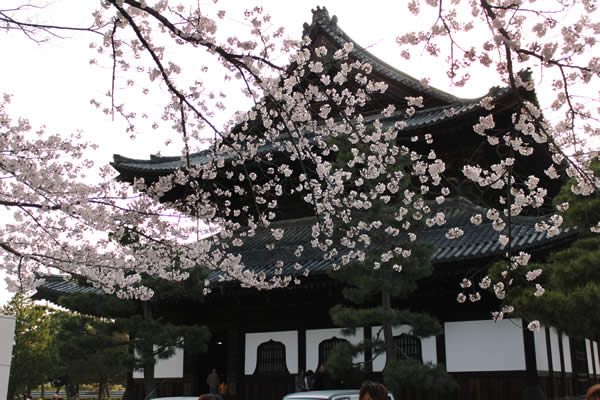 建仁寺の桜