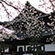 建仁寺の桜2