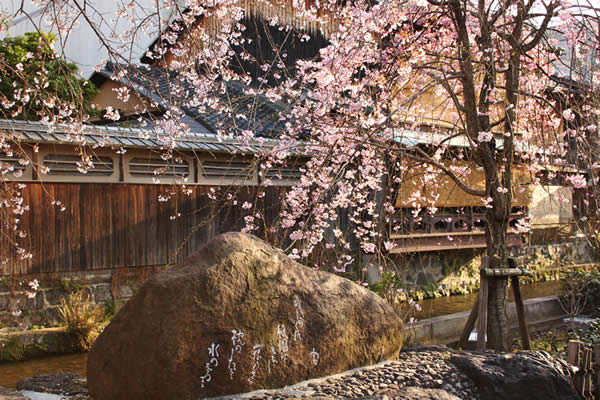 祇園白川の桜