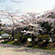 宝ケ池公園の桜2