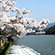 宝ケ池公園の桜3