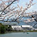 宝ケ池公園の桜6