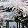 宝ケ池公園の桜8