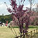 上賀茂神社の桜2