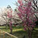 上賀茂神社の桜3