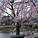 半木の道の桜4