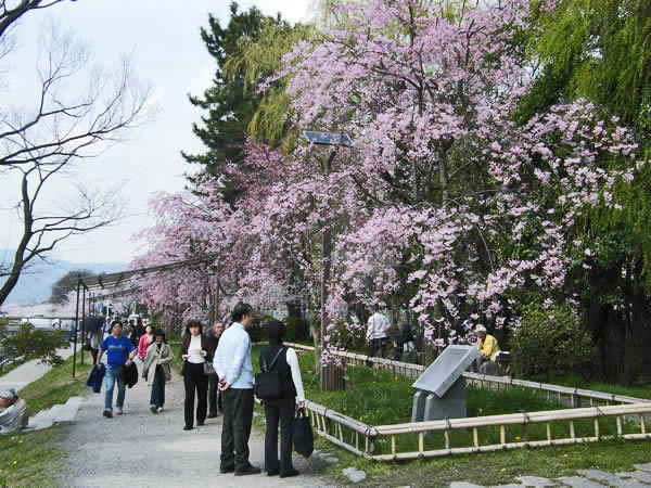 半木の道の桜