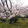 渉成園の桜5