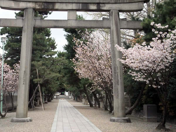 御香宮神社の桜