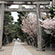 御香宮神社の桜1