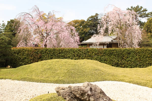 城南宮の桜