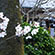勝持寺の桜10