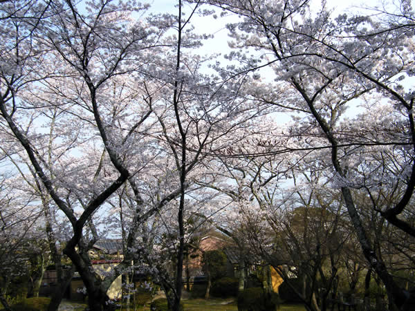 勝持寺の桜