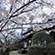 勝持寺の桜7