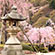 善峯寺の桜15