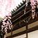 善峯寺の桜22