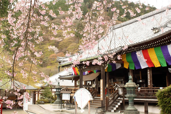 善峯寺の桜