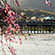 渡月橋・嵐山公園の桜6