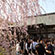 天龍寺の桜1