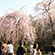 天龍寺の桜5