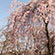 天龍寺の桜8
