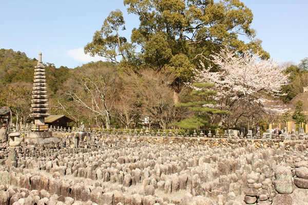 化野念仏寺の桜