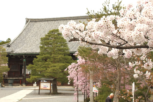 清涼寺の桜