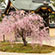 大覚寺の桜14