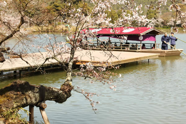 大沢池の桜