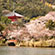 大沢池の桜6