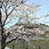 広沢池の桜1