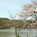 広沢池の桜5