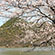 広沢池の桜6