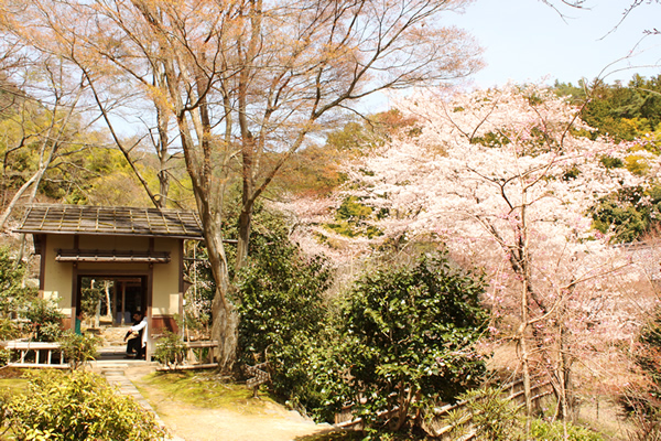 直指庵の桜