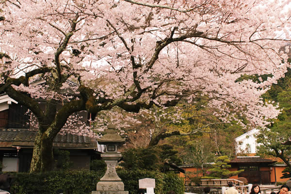 大豊神社の桜