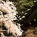 若王子神社の桜2