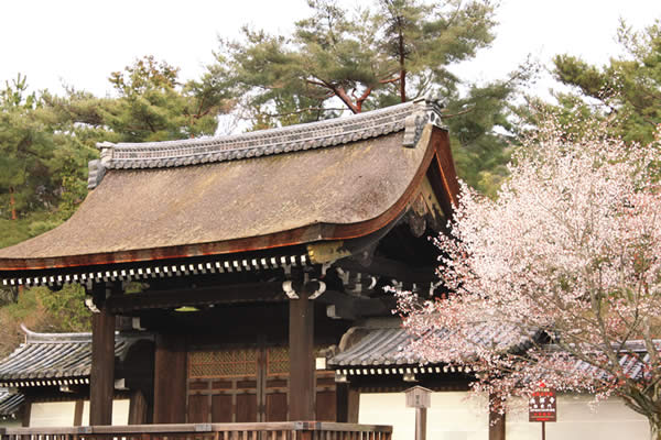 南禅寺の桜